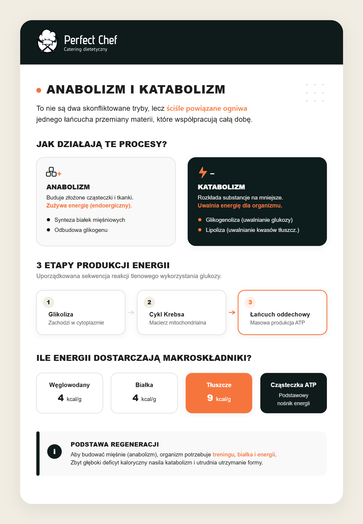 Jak działają procesy anaboliczne i kataboliczne